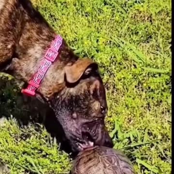 Funny animal video| Viral animal video