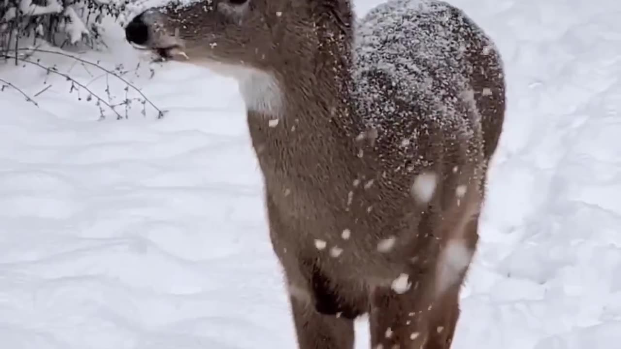 Matilda Enjoying Her First Snow