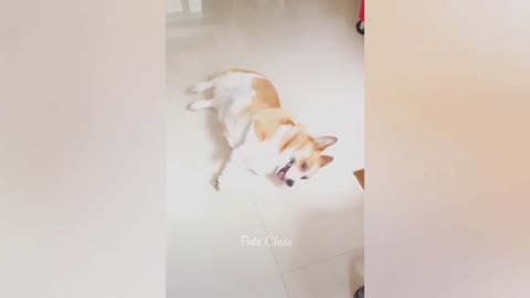 Dog pretending to be shot