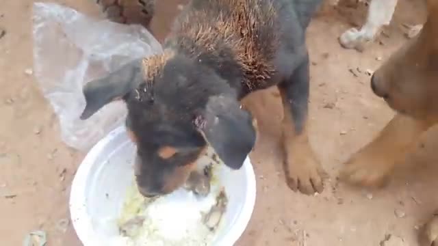 puppy eat and fighting