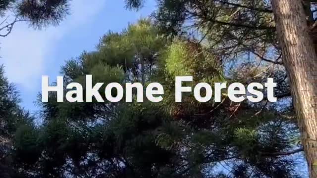 Hakone Forest