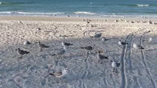 Florida birds enjoying