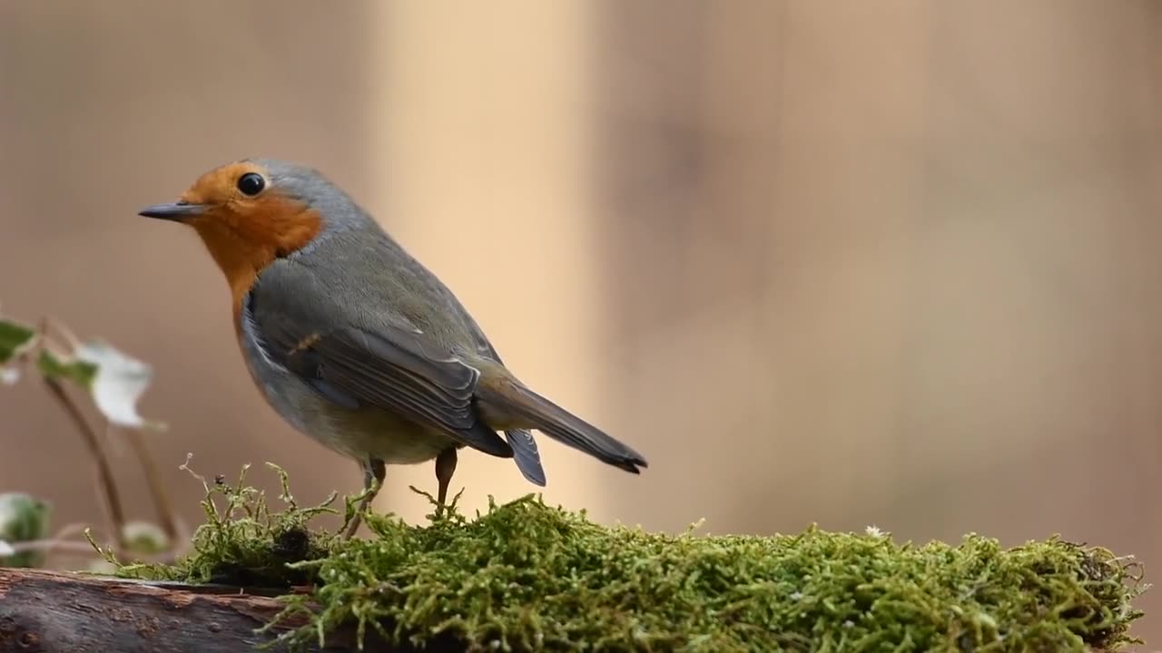 Robin Bird Forest Nature Spring