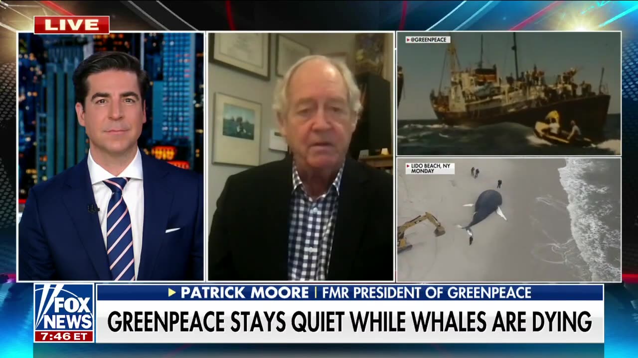 Where is Greenpeace as whales continue to die
