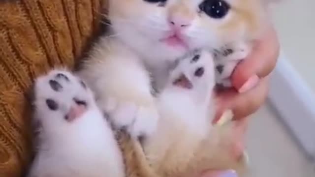 cute and funny cats