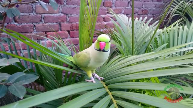 Natural Parrot singing & cropping.