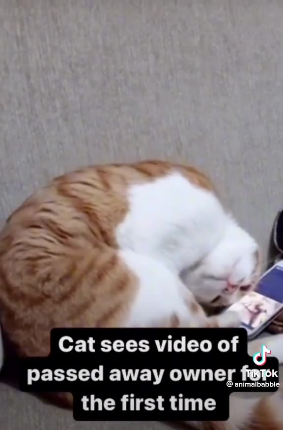 Sad cat video