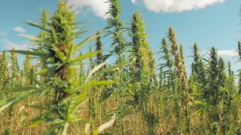 8000KicksThe waterproof HEMP Chelsea boo by 8000kicks — Kickstarter