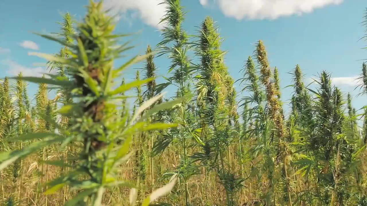 8000KicksThe waterproof HEMP Chelsea boo by 8000kicks — Kickstarter