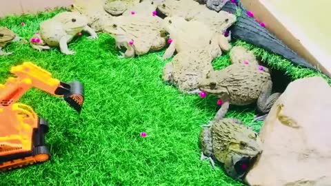 Amazing bullfrog protect cute rain frog 🐸 they are good friend