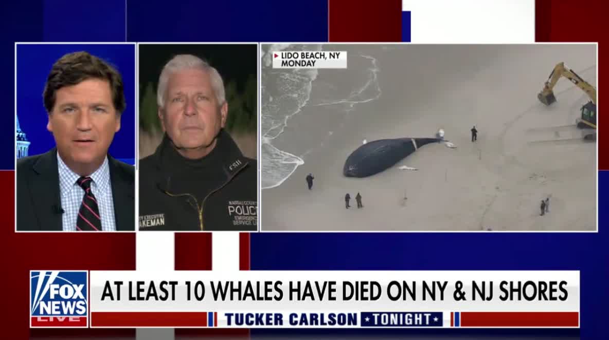 Nassau County Executive Bruce Blakeman highlights the need to investigate whether whale deaths are tied to a planned wind farm