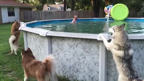 Impatient husky