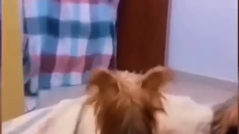 Funy