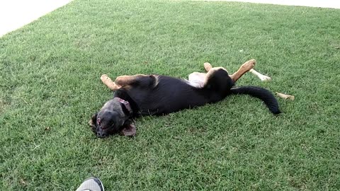 German Shepherd eats treat upside down for no apparent reason