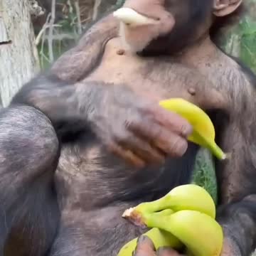 female monkey on vacation