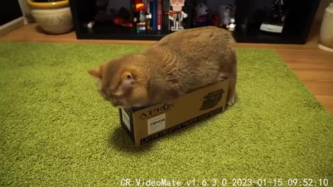 New box Hosico!