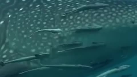 Whales #sea #ocean #fish #shorts #youtubeshorts