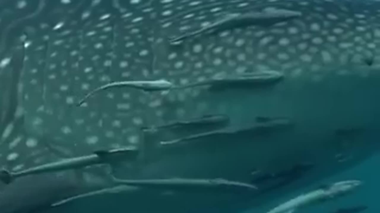 Whales #sea #ocean #fish #shorts #youtubeshorts