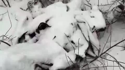 Footage from Omega Company