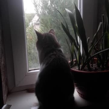 Cat Baksik on the window