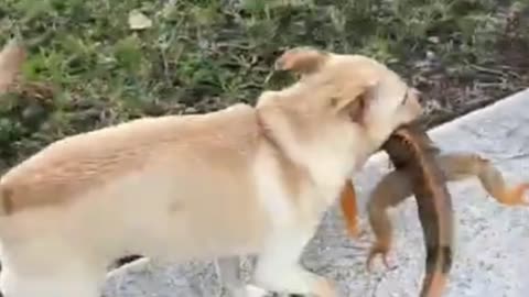 surreal dog captures giant lizard