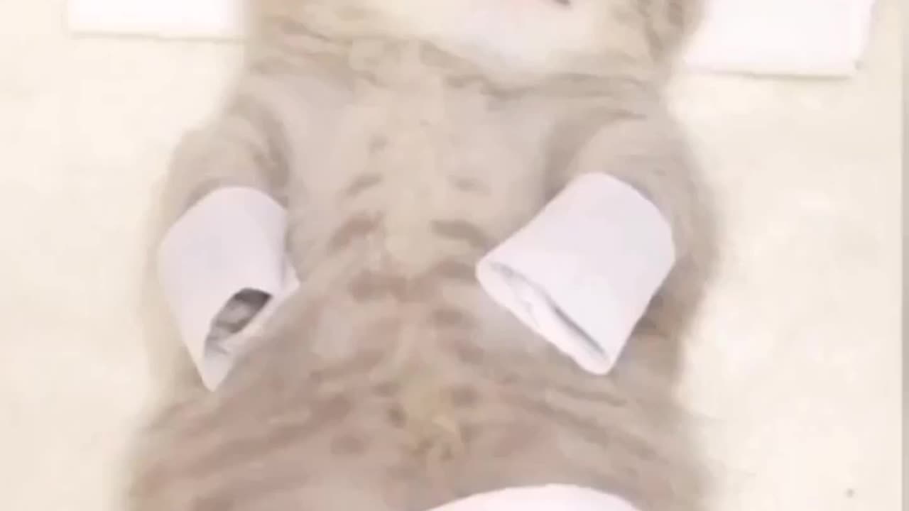 🙏❤️🎉🎉🎉🎊🎊🎊️SWEET AND FUNNY PETS SHOTS 🙏❤️❤️🎉🎉🎉🎊🎊🎊