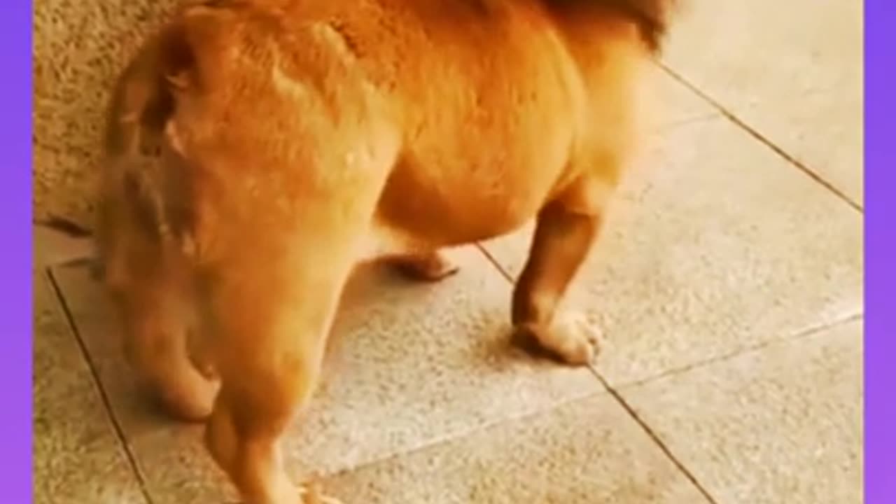 Short Funny Videos Make Your Day Better