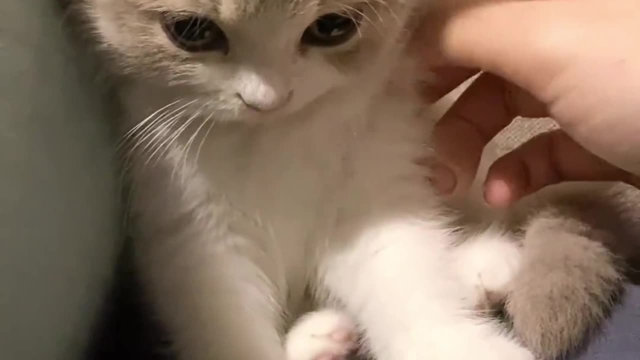 playful kitten #cute #shortvideo #funnyvideo #funnyshorts #shortsvideo #funny #entertainment