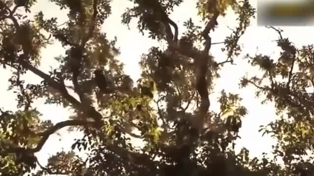 Mother Leopard Save Her Baby Fail and Hunt Eagle To Revenge | 1002 Animals