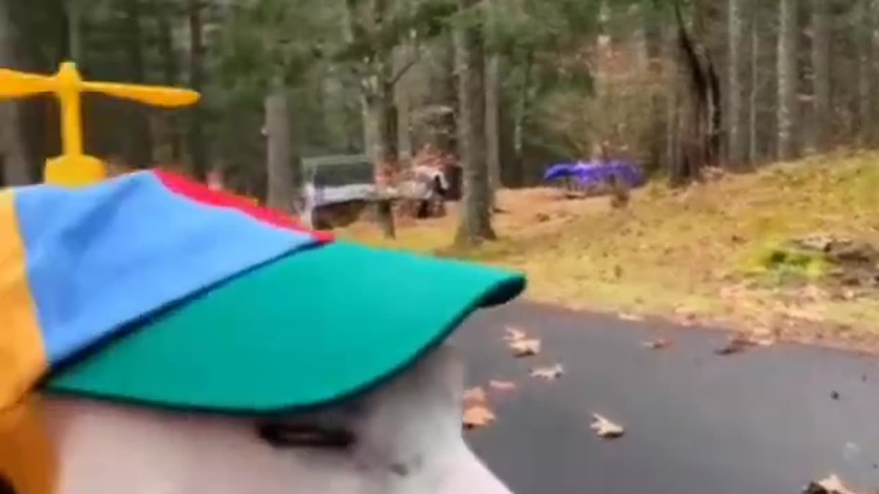 funny animals