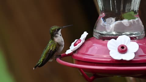 Hummingbird feeding-slow motion