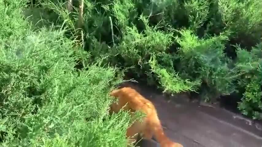 Momma cat carries kittens to a new place