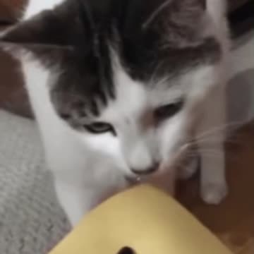 Cute Cat Gif