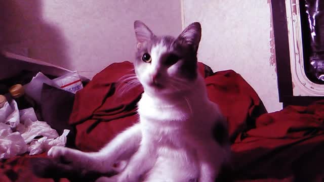 Funny Cat Video #cat Cats #cats Fun Playing #animals Hilarious 😂 Shorts Videos #video