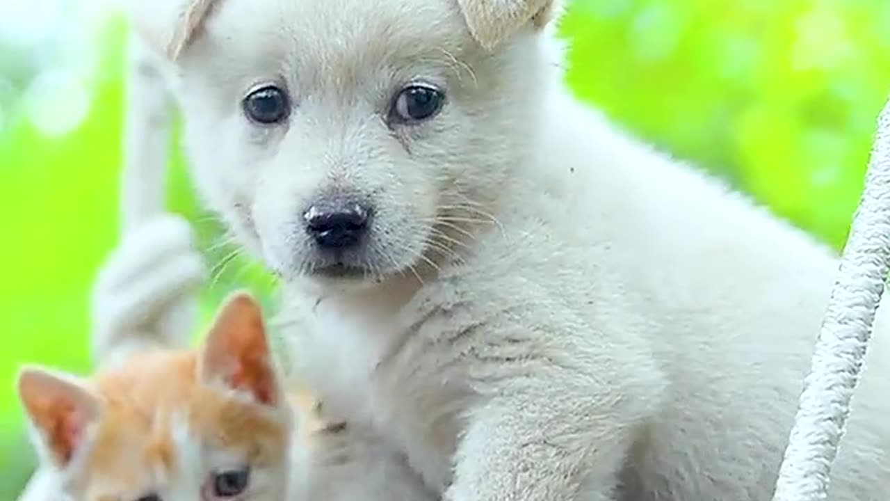 Cute little white dog, # of a pet