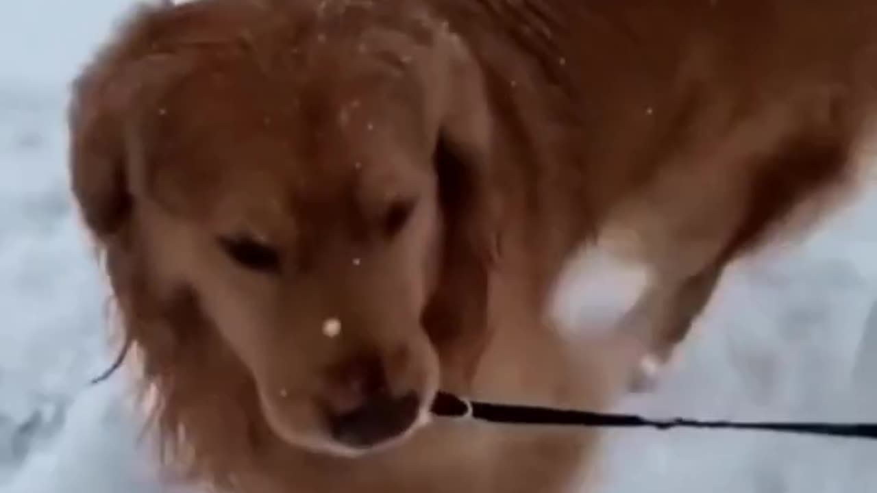 Funny dog video