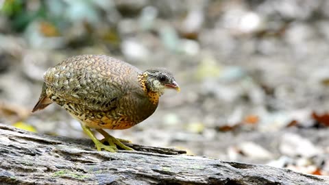 DISCOVER the Rarest Bird Species: Ferruginous Partridge(Ferruginous Partridge)