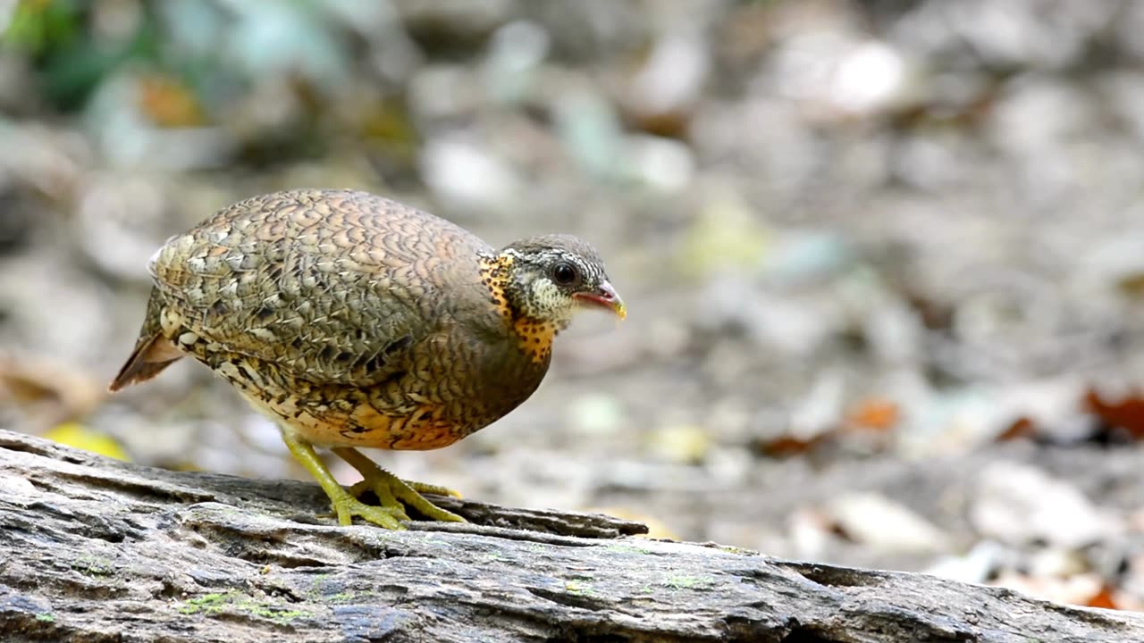DISCOVER the Rarest Bird Species: Ferruginous Partridge(Ferruginous Partridge)
