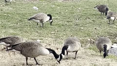 Canadian geese making a stopover by a water puddle in Philadelphia