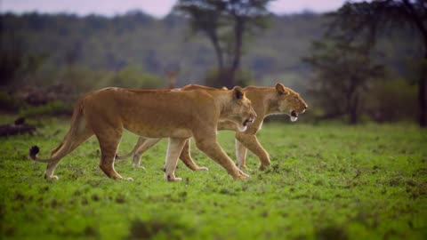 Pair of Lionesses Walking Together