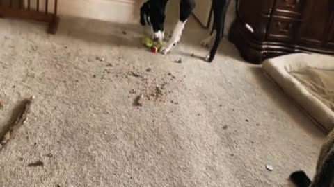 Hippopotamus Fast Bring Easy Cucumber