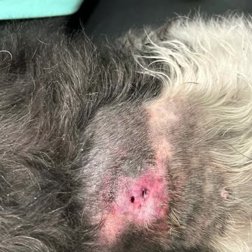 She Possible Got Bit By The Snake.