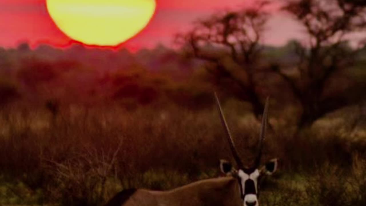 Sunset in Africa, and leave what islands ￼