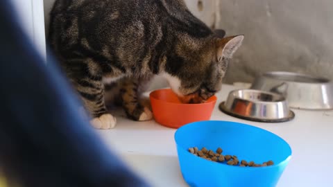 Cute Cat Eating🐹😴😍