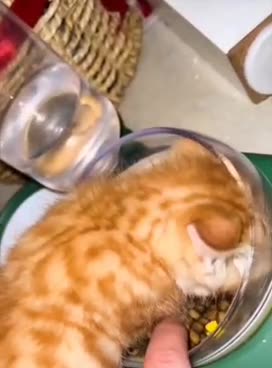 Do not interfere with eating