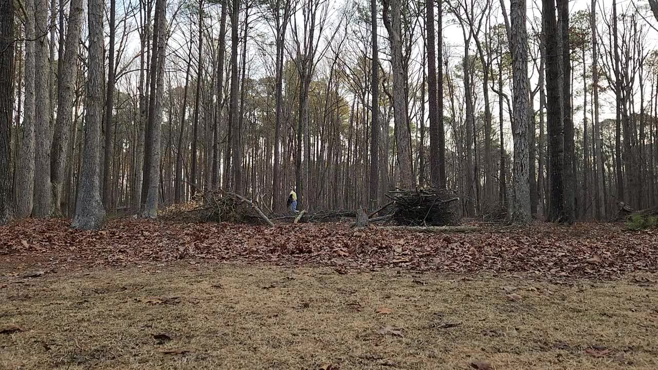 Tree Clearing