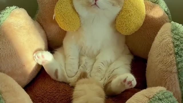 383.Cute compilation of funny cat and kitten meows! #sorts #cat #petandanimals #lovelypets #meowing