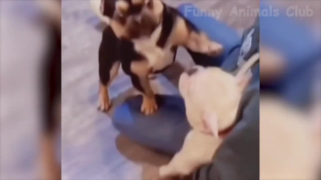 Funny Animal Video