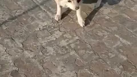 Funny Dog