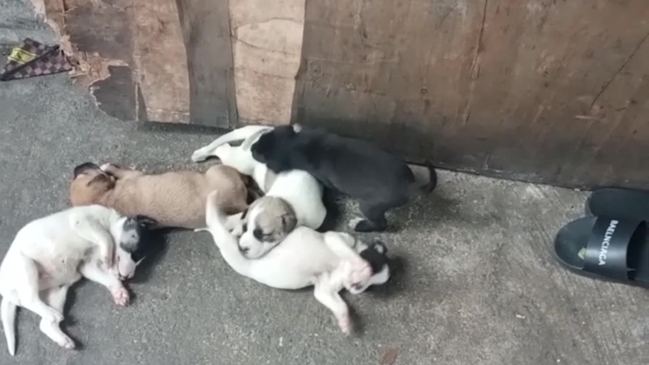 Cute puppies